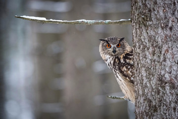 The Eurasian Eagle-Owl or Bubo bubo is sitting on the branch of tree in the snowy winter forest