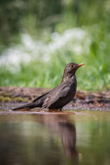 Common Blackbird is sitting at the waterhole in the forest Reflecting on the surface Preparing for the bath Colorful backgound with some flower