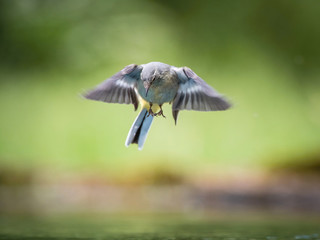 The Grey Wagtail or Motacilla cinerea is flying above the surface of the waterhole in the forest Preparing to catch insects Colorful backgound Opened wings