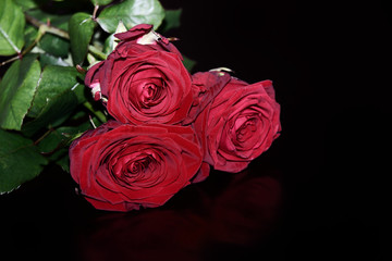 Close-up of three red roses on black background
