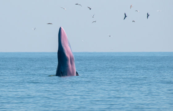 Bryde&rsquo;s whale