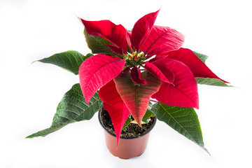 Christmas poinsettia flower isolated on white background

