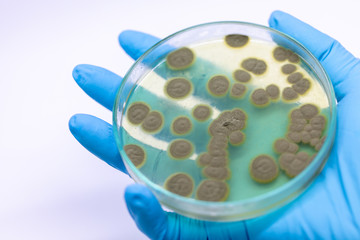 Backgrounds of Penicillium, ascomycetous in petri dish for well as food and drug production.
