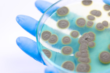 Backgrounds of Penicillium, ascomycetous in petri dish for well as food and drug production.