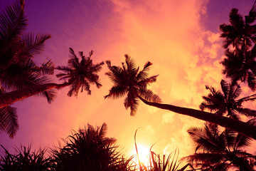 Fototapeta na wymiar Beautiful tropical sunset palm tree silhouettes view from grass to the sky