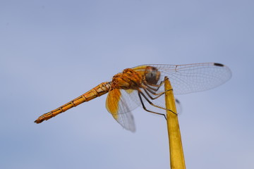 Yellow Dragonfly