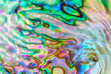 Close up multicolour texture background of paua shell, haliotis iris or Abalone shell