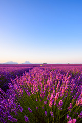 Fototapeta na wymiar Beautiful France Provance lavender field classic landscape with old farmhouse