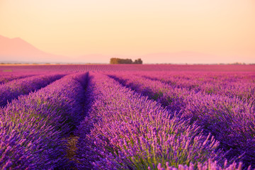 Naklejka na ściany i meble Lavender field Provence France selective focus