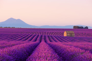 Naklejka na ściany i meble Beautiful iconic old small French rural house in blooming lavender fields in Provence at sunrise.