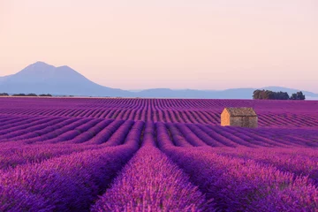 Fototapeten Schönes ikonisches altes kleines französisches Landhaus in blühenden Lavendelfeldern in der Provence bei Sonnenaufgang. © nevodka.com