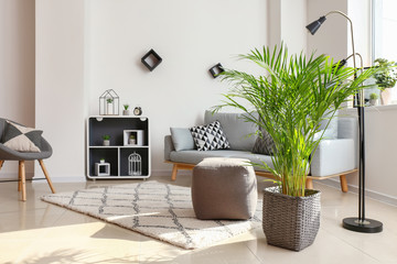 Decorative Areca palm in interior of room