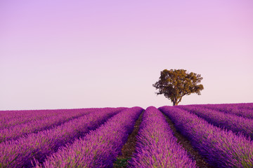 Lonely oak tree on blooming lavender field in Valensole Provence France at sunrise