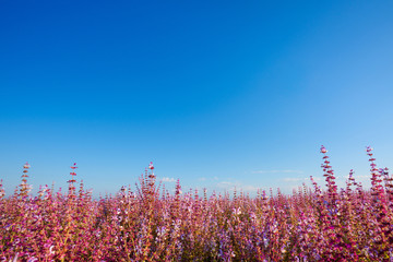 Salvia sclarea sage field blooming in Provence France
