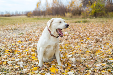 yellow labrador in the park in autumn walk on a leash