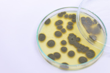 Backgrounds of Penicillium, ascomycetous in petri dish for well as food and drug production.