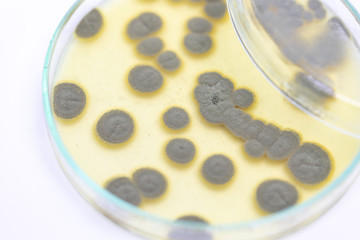 Backgrounds of Penicillium, ascomycetous in petri dish for well as food and drug production.