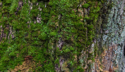 Moss green texture. Moss background. Green moss on grunge texture, background