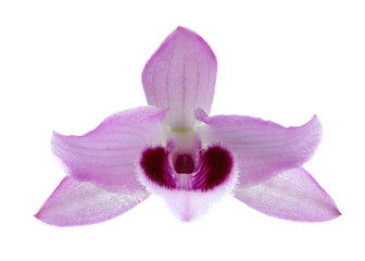 Fototapeta na wymiar orchid on white blackbackground