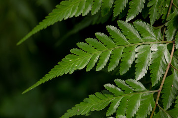 Backgrouds of Fern and Sporangium,Fern pattern 
