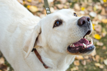 yellow labrador in the park in autumn