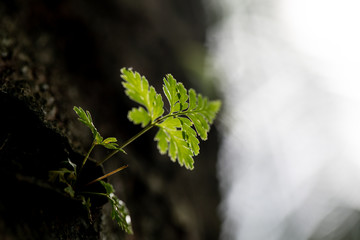 Backgrouds of Fern and Sporangium,Fern pattern 