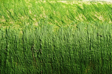detail of green algae on surface of driftwood log
