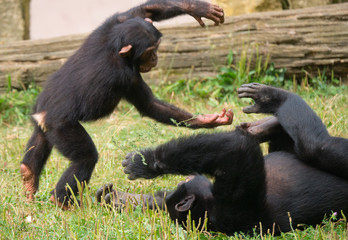 Chimpanzé