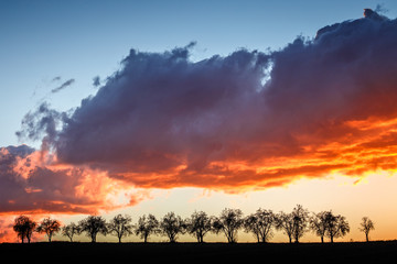 Landscape with a row of trees and colored cloud at sunset.
