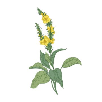 Tender verbascum or mullein flowers isolated on white background. Detailed drawing of wild perennial herbaceous plant used in herbalism or herbal medicine. Hand drawn botanical vector illustration.
