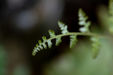 Backgrouds of Fern and Sporangium,Fern pattern 