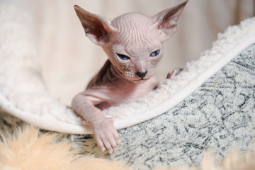Playful cheerful cat breeds of the Sphinx. Selective focus