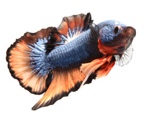 Betta fish, siamese fighting fish, betta splendens isolated on white background