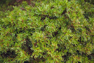 Sedum plants with dew growing at the roof of a stones.