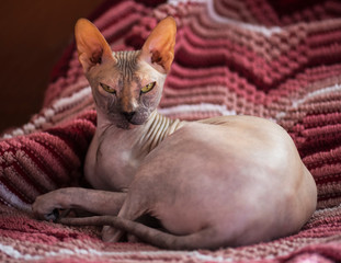 Sphynx hairless cat on fabric background. Selective focus
