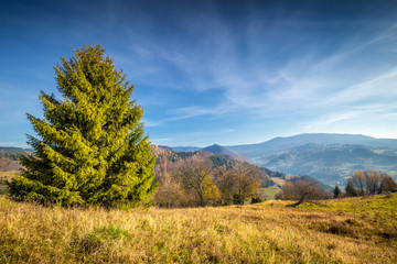 Fototapeta premium Tree in a foreground of autumn landscape with mountains at sunrise, Orava region in Slovakia, Europe.