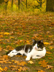 Wise Cheshire cat with green eyes lies in the park on fallen leaves. Alice’s Adventures in Wonderland.