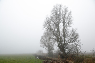 Bäume im Nebel