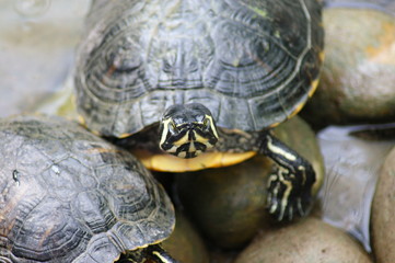 Schmetterlingswelten