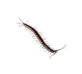 centipede on white background