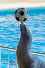 Fototapeta premium The sea lion putting a soccer ball on his nose