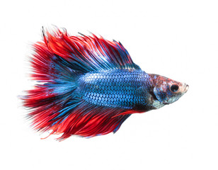 Betta fish, siamese fighting fish, betta splendens (Fullmoon betta.)isolated on white background.