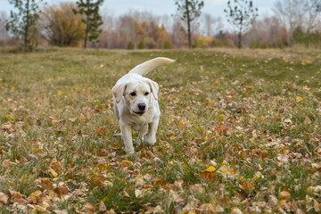 yellow labrador in the park in autumn