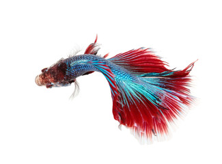 Fototapeta premium Betta fish, siamese fighting fish, betta splendens on top view.with white background.