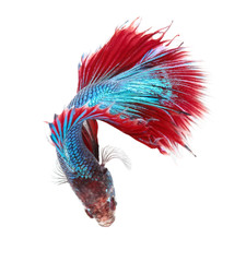 Betta fish, siamese fighting fish, betta splendens on top view.with white background.