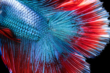 Close-up on a fish skin - Siamese fighting fish