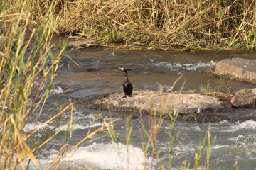 A lonely reed Cormorant