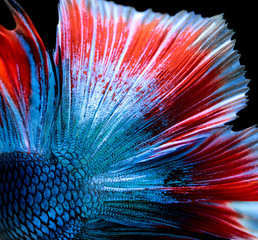 Texture of tail siamese fighting fish