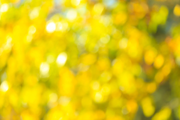 Blurred view of tree in autumn park