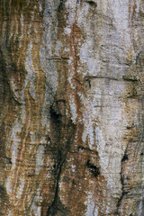 текстура коры ствола дерева